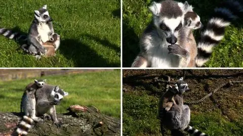 Lemury urodziły się we wrocławskim zoo