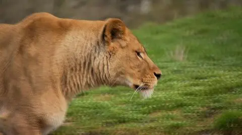 Zoo zabija zwierzęta