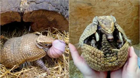 Pancernik południowy z wrocławskiego zoo