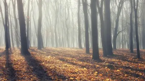 Odnaleziono martwego grzybiarza z Bęsi. Trzecia doba poszukiwań