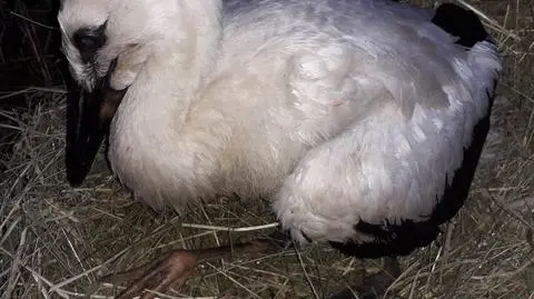 Stefan nie dojrzał do odlotu. Zimę spędzi w Polsce