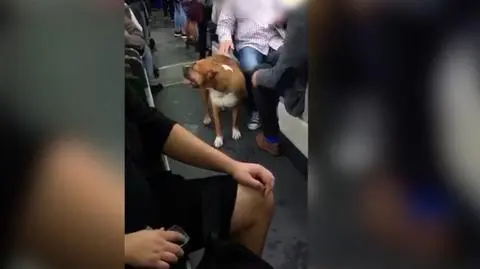Wybierz najciekawsze wideo tygodnia w tvn24.pl