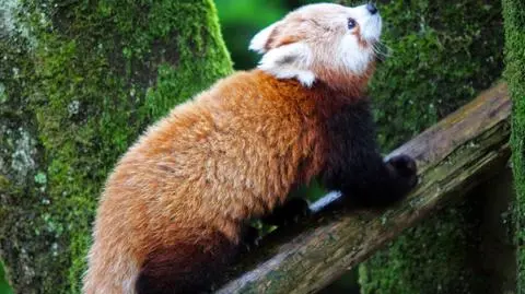 Pandka ruda uciekła z zoo w Belfaście
