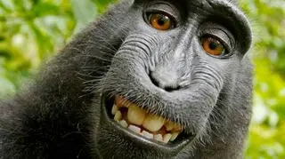 Słynne selfie makaka z 2011 r