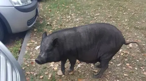 Zostali wezwani do dzika, zastali wietnamską świnkę