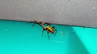 Jadowity tygrzyk znaleziony w jeleniogórskiej toalecie