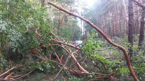 Powalone drzewa w okolicach Dobiegniewa