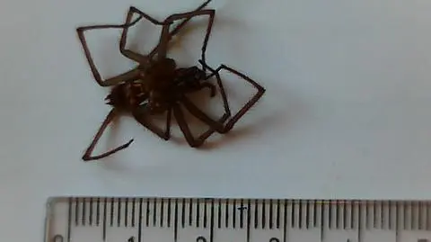 Dyskont został zamknięty przez kątnika domowego