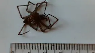 Sprawca ewakuacji dyskontu