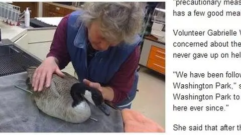 Żywy gęsi szaszłyk