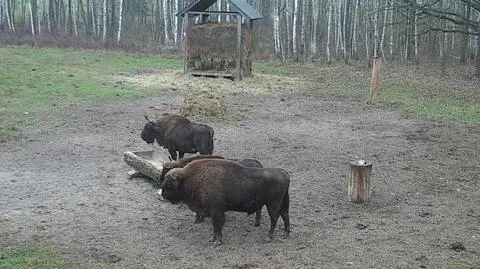 "Ryknął w dziwny sposób". Żubry pokłóciły się o buraka