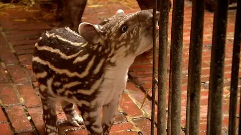 Sara. Mały tapir z wrocławskiego zoo