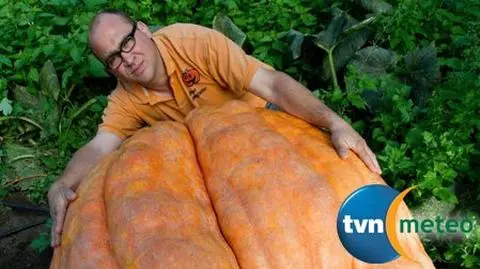Dynia gigant jedzie na konkurs piękności