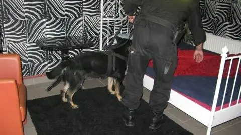 Policjanci zlikwidowali 3 agencje i zatrzymali 6 osób