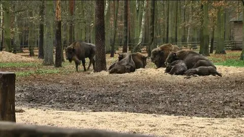 Poleś, Polistek, Polin i Popłoch.
Młode żubry mają imiona 