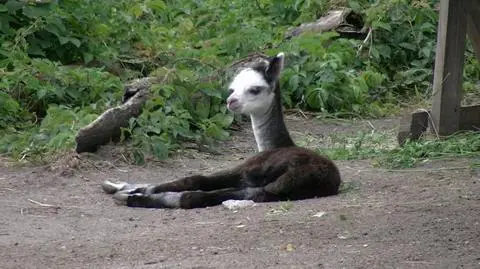 Mała alpaka w opolskim zoo