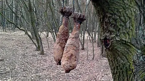 Ktoś rozwiesił granaty na drzewach