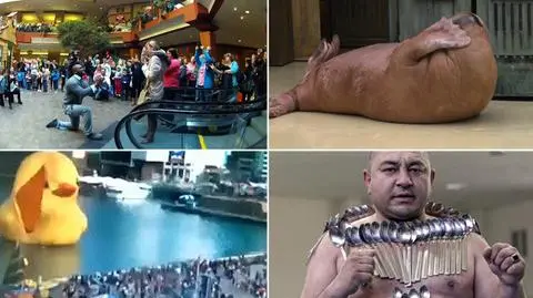 Wysportowany lew morski pobił konkurencję. Wybraliście wideo tygodnia