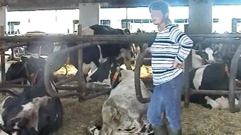 Zdychają w męczarniach i odchodach