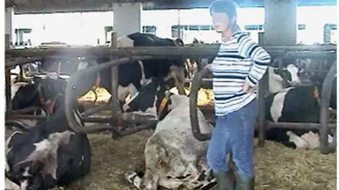 Krowy w męczarniach zdychają pod Lęborkiem
