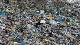 Bocian na ostrowskim wysypisku śmieci pojawił się w niedzielę