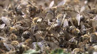 Pszczoły z pasieki w woj. lubuskim zostały otrute