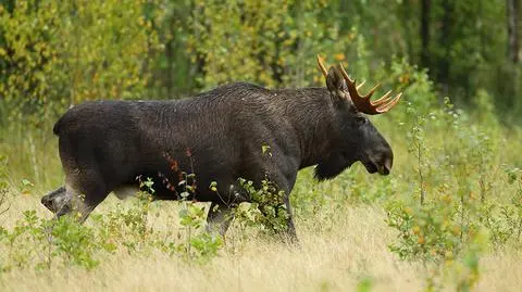 Migration routes of Eurasian elks very often lead through motorways. Drivers should pay extra attention when driving through such areas