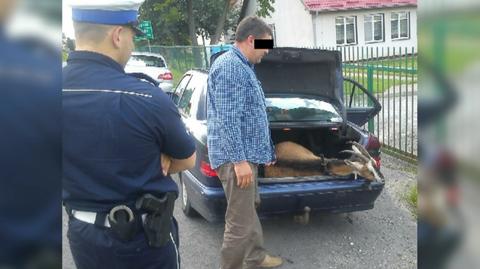 Mężczyzna próbował przewieźć kozę w bagażniku