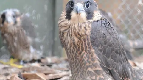 Sokoły wróciły do dolnośląskich lasów