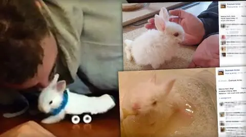 Mały królik na mini wózku inwalidzkim