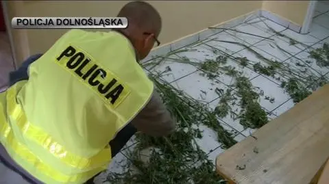 Krzaki konopi w bagażniku. Ściął i wpadł