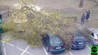 Strażacy musieli usuwać m.in powalone drzewa 