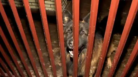 Dziewczynka pogryziona przez psy. Jak się zachować, gdy zaatakują?