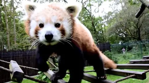 Dzień pandki rudej w zoo w Poznaniu
