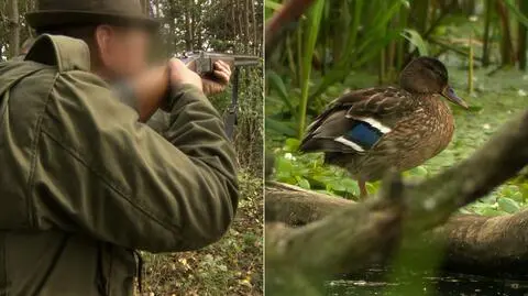 Rozpoczął się sezon polowań na ptaki. Materiał magazynu Polska i Świat TVN24