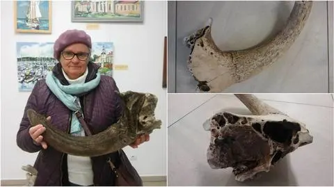 Kamień Pomorski: Możdżeń trafił do muzeum