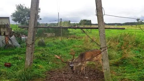 Łebieńska Huta (woj.pomorskie): daniel przykuty łańcuchem do słupów
