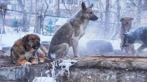 Doghunterzy polują na bezdomne psy w Rosji
