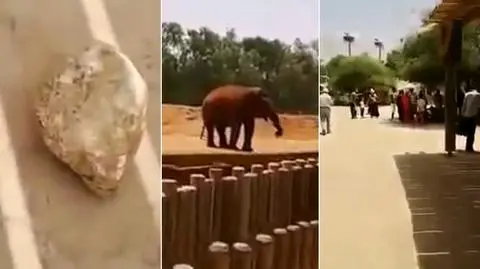 Słoń zabił dziewczynkę kamieniem. Wypadek w zoo w Maroku