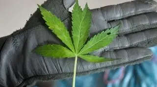 Marihuana jest legalna w stanie Kolorado od stycznia