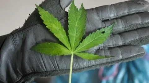 Po legalizacji marihuany: miliony z podatków, nowe miejsca pracy, ale też liczne zatrucia