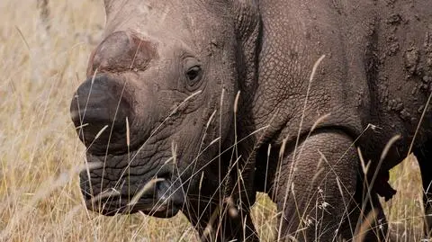 "Nosorożce noszą swoje nieszczęście wypisane na nosie" 