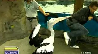 17.02 | Chwile grozy przeżył australijski prezenter pogody. Kiedy Steve Jacobs występował w programie nadawanymi z zoo w Sydney, został zaatakowany przez pelikana. (APTN)