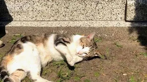 Felek w lutym zamieszkał na cmentarzu