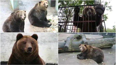 Cztery niedźwiedzie trafią do poznańskiego zoo