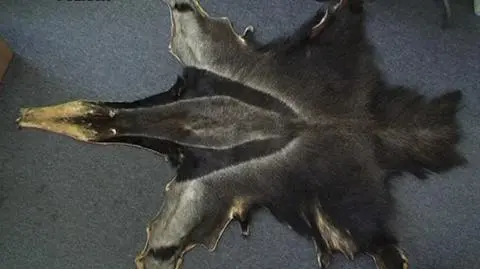 Mężczyzna chciał sprzedać skórę mrówkojada