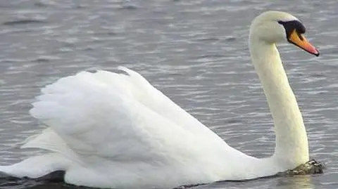 Ptasia grypa w Niemczech