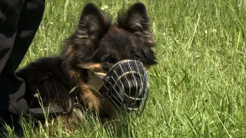 Śląska policja rekrutuje psy