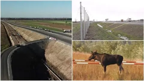Ze względu na wypadki z łosiami przyspieszono prace nad ogrodzeniem