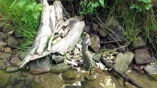 Cios mamuta leżał na brzegu strumienia